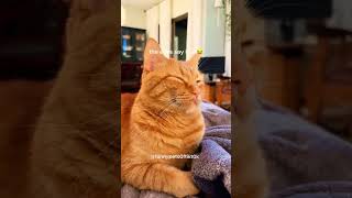 Funny Animals Compilation (Most Popular) Part 1 (Follow for more)