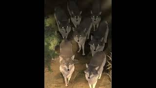 វធសសរតរសរនមនជវតរបសពរនងឆលងភព ភគទ2 By Asteryn Translated