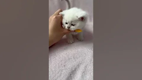 Watch the video about British Silver Chinchilla Kitten — For Breeding