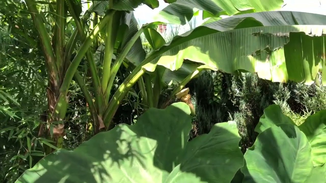 Musa basjoo: wysoka, kwitnąca kępa