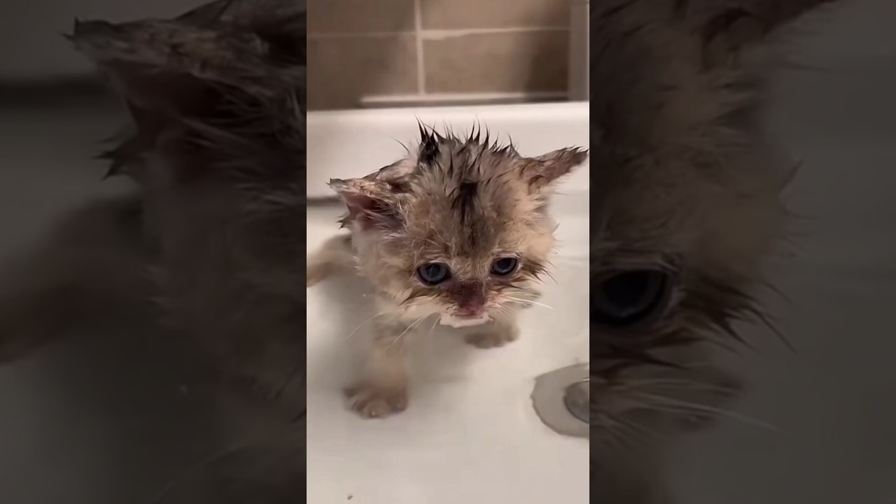Adorable Kitten Doing The Cutest Things! 