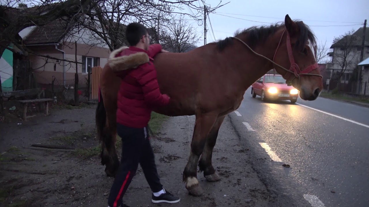 Semigreu Romanesc, Campulung la Tisa, Maramures -2018