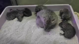 Baby Lesser Tenrec Compilation. SERIOUSLY CUTE!