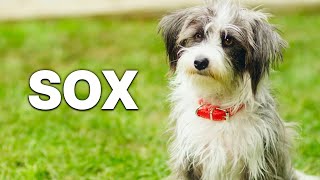 Sox | Película de familia