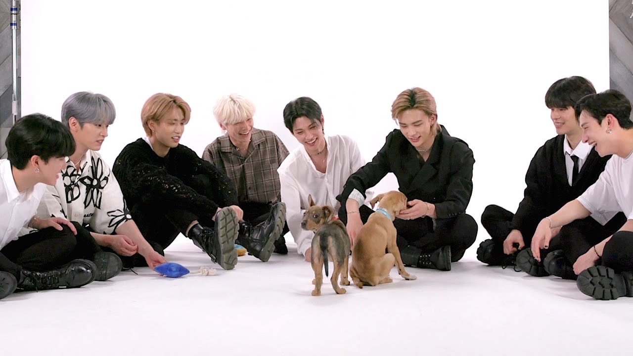 【子犬インタビュー】Stray Kidsが子犬たちに囲まれながらファンの質問に答えます！(日本語字幕） Stray Kids Play With Puppies