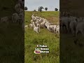 🐂 “¡Este ganado tiene mejor GPS que muchos conductores!”