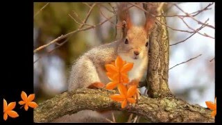 Autumn Leaves - Celtic Music for Relax and Meditation (part 2)