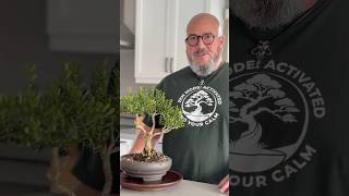 Meet Lazlo 🌿 Young Bonsai, Incredible Future #bonsai #bonsailife #bonsaitree #zenstyle #graphictee