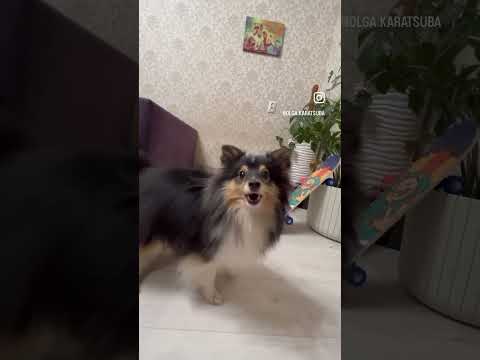#дрессировкащенка #дрессировка #трюки #dogfitness #dog #shelty #fitness