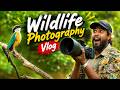এক সঙ্গে এতো গুলো Indian pitta দেখবো ভাবিনি-Wildlife Vlog 80 | Behind scenes wildlife photography |