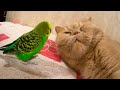 Impudent bird pesters the kindest cat