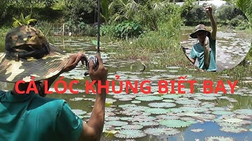 CHIA SẺ KINH NGHIỆM CÂU CÁ LÓC BẰNG NHÁI HƠI HVAV2 SIÊU NHẠY