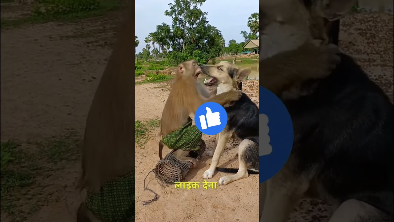 friendship of dog and monkey