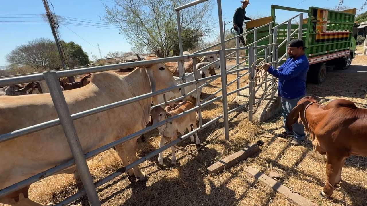 Entregando la vaca rifada a su nuevo dueño 