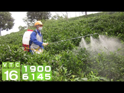 Video: Cách trồng Jiaogulan - Lợi ích và trồng trọt của cây cỏ thảo mộc bất tử