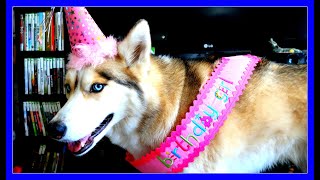 HAPPY BIRTHDAY SHELBY THE HUSKY 9th Birthday