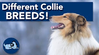 Different Types of Collie Breeds!
