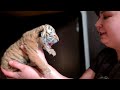 ТИГРИЦА РОДИЛА КОТЯТ!!!/BABY TIGERS ARE BORN!!