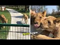 Detik-detik Pertemuan Singa dan Pengasuhnya yang Terpisah 7 Tahun