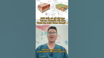 Tại sao vi khuẩn bắt màu Gram dương hoặc Gram âm? Xem hết video để biết đáp án nhé! #gramstaining