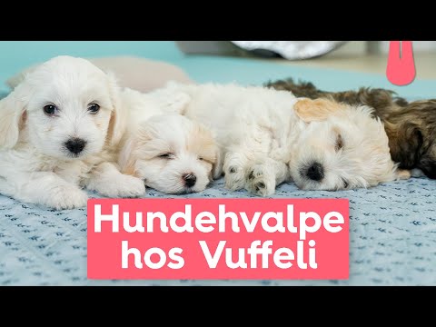 Video: Sådan finder du den bedste boarding kennel til din hund