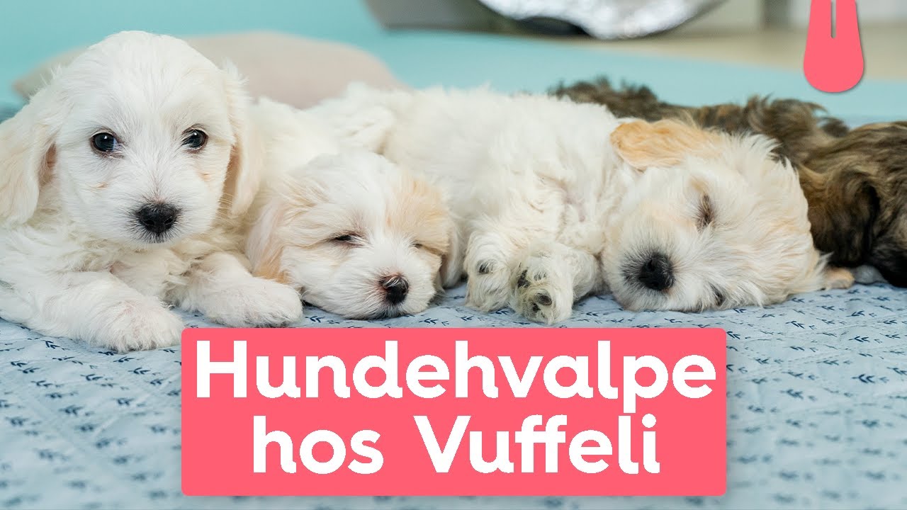 og hendes hundehvalpe - En del af Vuffeli familien -