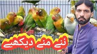 Real Birds||Reaction to|| Digibirds||Part2||Routine||خوبصورت پرندے