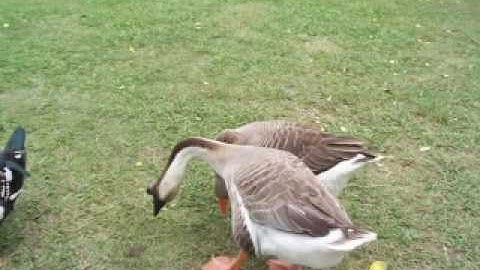 Duckys(And Nutria)!