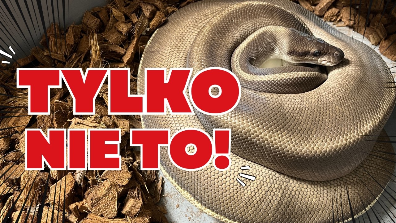 Co tu się wydarzyło? Odbieram jaja pytona królewskiego