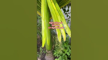 Cây cau hương lùn tứ quý | 0386569374 - Ngọc Ngân Bến Tre | Chuyên cây độc lạ