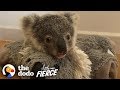 This Baby Koala Has To Learn To Climb Trees So He Can Be Released! | The Dodo Little But Fierce