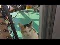 cat wave check 鉾田市猫、波チェック