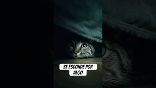 Si tu gato se esconde sin razón… mira esto #gato #catfacts #cat #gatoscuriosos