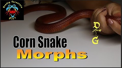 Corn Snake Morphs