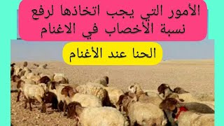 كيف يتم دفع الاغنام لموسم التناسل(الحنا) بوقت مبكر ونسبة أخصاب عالية وبشكل طبيعي