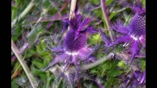 Deep Purple