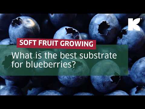 What is the best substrate for Blueberries?