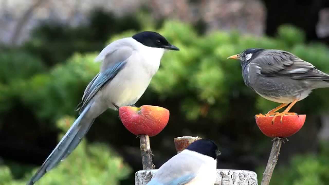 わが家の庭でバードウオッチング 4kビデオカメラfdr Ax100にて撮影 Youtube