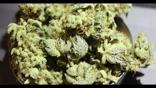 HOW I GREW DISPENSARY QUALITY WEED FROM START TO FINISH ( Barney’s Farm Tropicana Banana Harvest )
