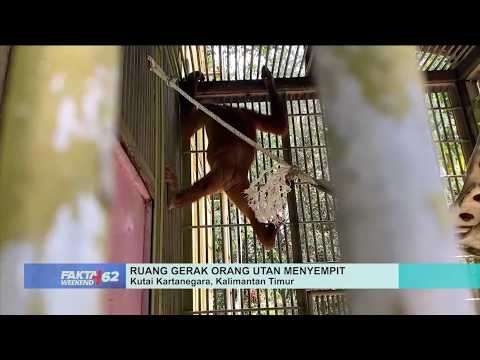 Unable to 'Attend School', Orangutans Are Bored in Their Enclosures