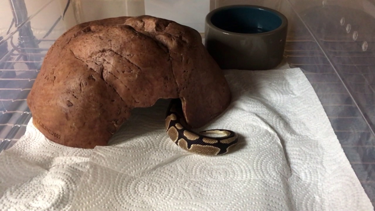 geckos for sale Reptile Room Simple Setup!