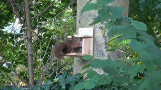 Cute squirrel eating nuts