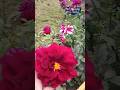 Beautiful flowers # Dahlia flowers different colors #ytshorts #gardenflowers #siya vatika # flowers