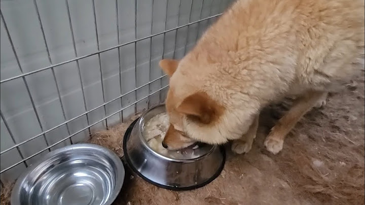 송화야 밥 먹자!  오늘은 뭘 줄까?? 그래~오늘도 이거먹자!!