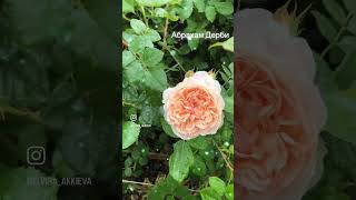 Роза Абрахам Дерби начинает своё шоу. Abraham Darby rose💝 #garden #roses