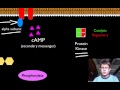 Signal Transduction Pathways and Their Cellular Impact