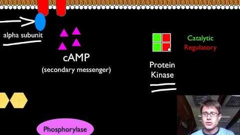 Signal Transduction Pathways