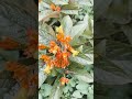 yellow orange alloplectus plant /sunset bell plant/ flowers