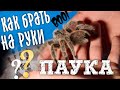 Паук птицеед КАК БРАТЬ ЕГО НА РУКИ, несколько способов. БотаникLIVE