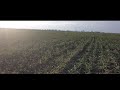 Канадская озимая пшеница Масон и двуручка Фокс... Засуха
